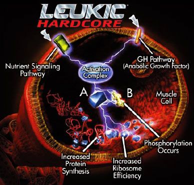 Como Actúa Leukic Hardcore