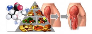 aminoacidos1-300x113 ALGUNAS CURIOSIDADES SOBRE EL DEPORTE Y ALIMENTACIÓN