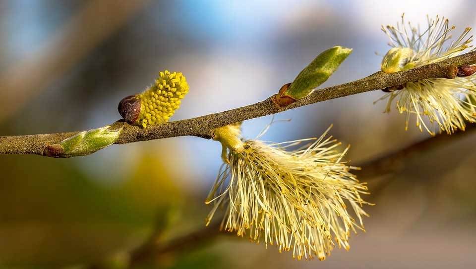 alergia-de-primaveral ¡Cuídate y da la bienvenida a la primavera!