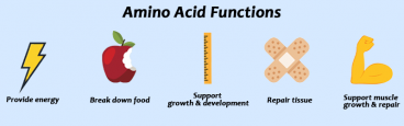 amino-acids-function-1-368x115 Aprende todo sobre los aminoácidos